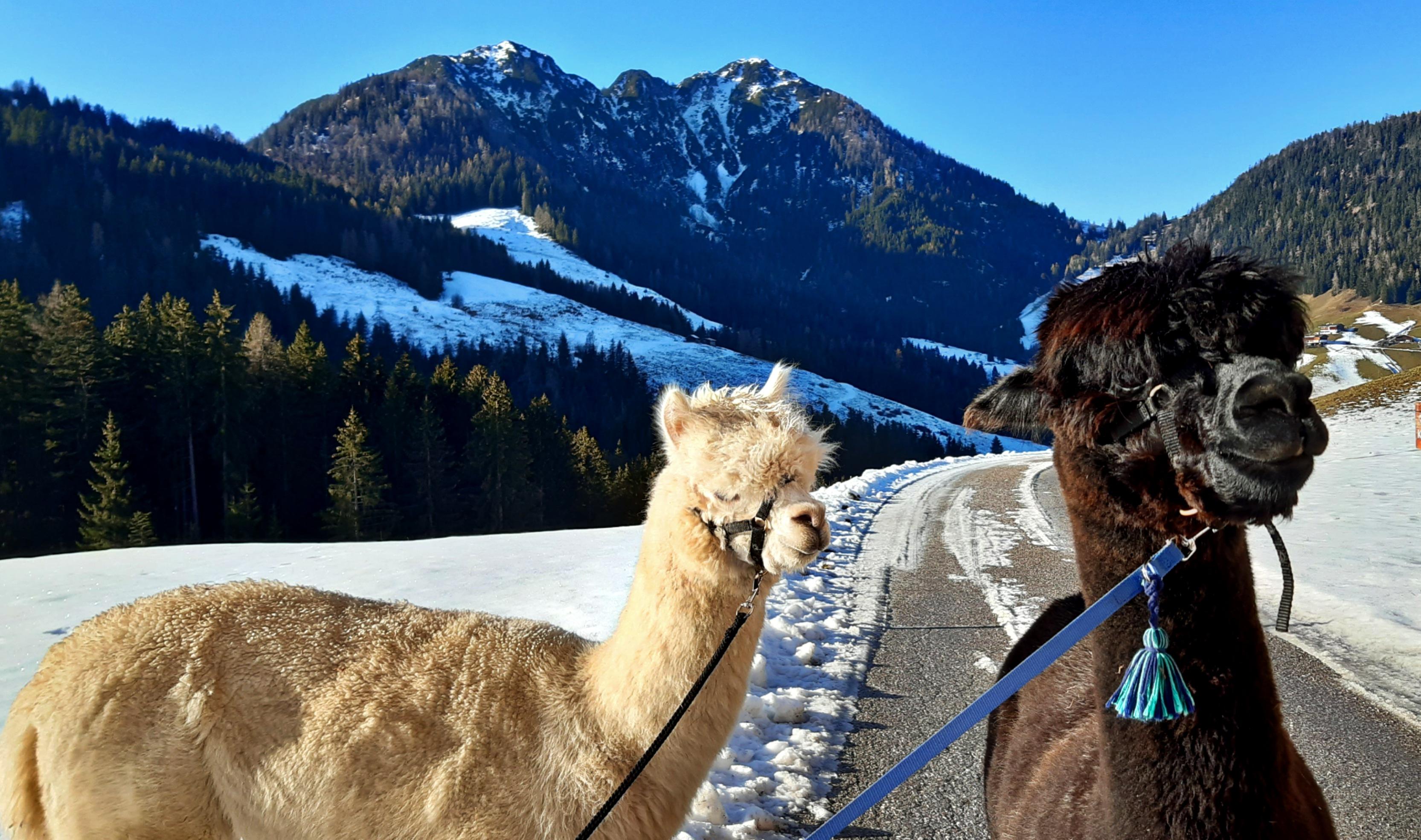 Wanderung mit Alpakas in Wildsch nau Thierbach